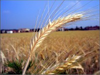 Rapporto agro-alimentare Emilia-Romagna 2013 